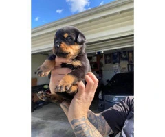 11 Healthy Rottweiler puppies available - 3