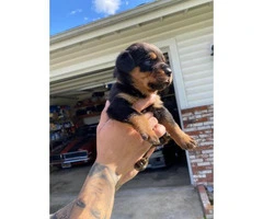 11 Healthy Rottweiler puppies available - 4