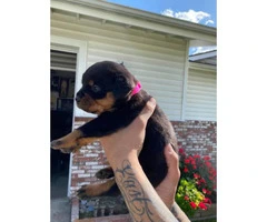 11 Healthy Rottweiler puppies available - 5