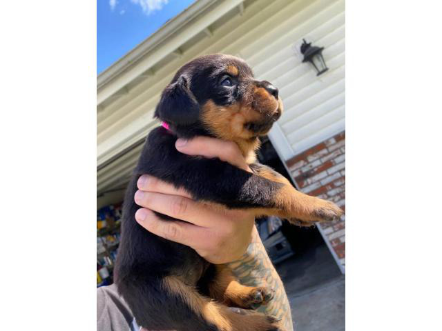 11 Healthy Rottweiler puppies available Fullerton - Puppies for Sale ...