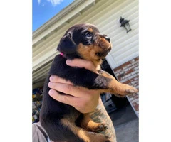 11 Healthy Rottweiler puppies available - 6