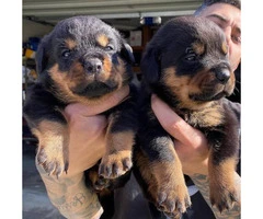 11 Healthy Rottweiler puppies available - 7
