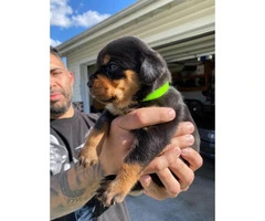 11 Healthy Rottweiler puppies available - 8
