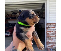 11 Healthy Rottweiler puppies available - 9
