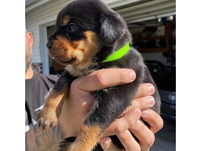 11 Healthy Rottweiler puppies available in Fullerton, California - Puppies for Sale Near Me