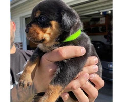 11 Healthy Rottweiler puppies available - 10
