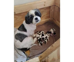 3 boys Shih Tzu puppies for rehoming