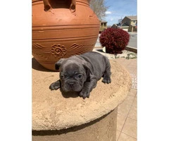 9 weeks old blue French bulldog puppies for sale