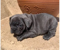 9 weeks old blue French bulldog puppies for sale - 2