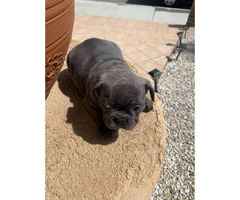 9 weeks old blue French bulldog puppies for sale - 3