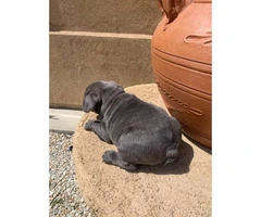 9 weeks old blue French bulldog puppies for sale - 4