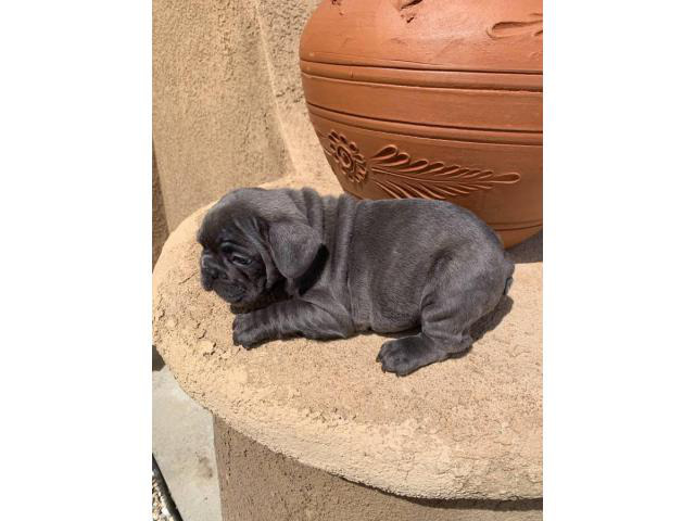 9 weeks old blue French bulldog puppies for sale in ...