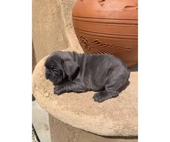 9 weeks old blue French bulldog puppies for sale - 5