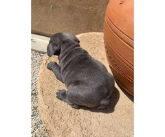 9 weeks old blue French bulldog puppies for sale - 6