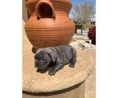 9 weeks old blue French bulldog puppies for sale - 7