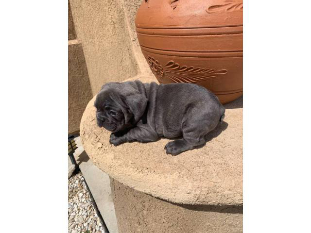 9 weeks old blue French bulldog puppies for sale in ...