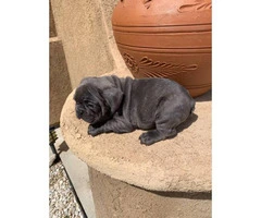 9 weeks old blue French bulldog puppies for sale - 8