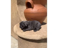 9 weeks old blue French bulldog puppies for sale - 9