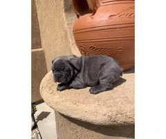 9 weeks old blue French bulldog puppies for sale - 10