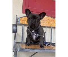 9 weeks old blue French bulldog puppies for sale - 12
