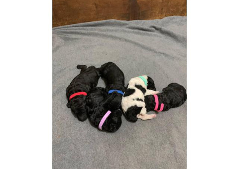 Standard poodle puppies for rehoming