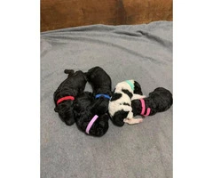 Standard poodle puppies for rehoming