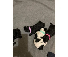 Standard poodle puppies for rehoming - 6