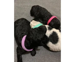 Standard poodle puppies for rehoming - 10