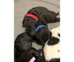 Standard poodle puppies for rehoming - 14