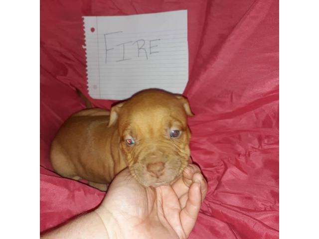 Litter of 11 ADBA reg. pit bull puppies for sale Daytona Beach ...