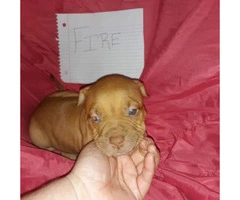 Litter of 11 ADBA reg. pit bull puppies for sale