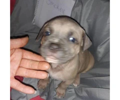 Litter of 11 ADBA reg. pit bull puppies for sale - 2