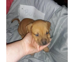 Litter of 11 ADBA reg. pit bull puppies for sale - 3