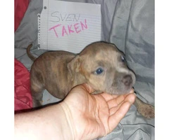 Litter of 11 ADBA reg. pit bull puppies for sale - 5