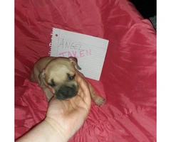 Litter of 11 ADBA reg. pit bull puppies for sale - 6