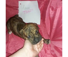 Litter of 11 ADBA reg. pit bull puppies for sale - 7