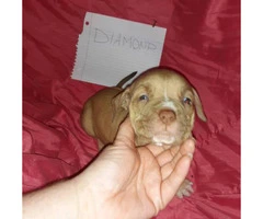 Litter of 11 ADBA reg. pit bull puppies for sale - 8