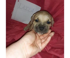Litter of 11 ADBA reg. pit bull puppies for sale - 9