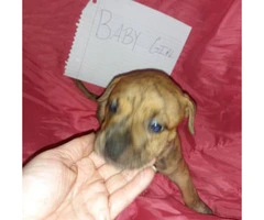 Litter of 11 ADBA reg. pit bull puppies for sale - 10