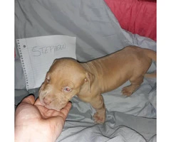 Litter of 11 ADBA reg. pit bull puppies for sale - 11