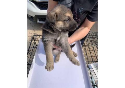 Ready to go 5 Full blood German Shepherd puppies