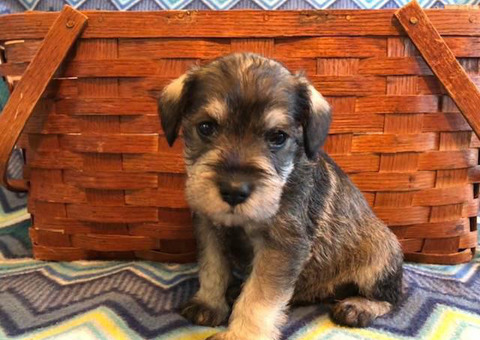 Mini Schnauzer puppies with a health guarantee