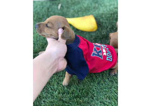 2 males Dashund puppies 7 week old