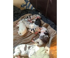 Purebred Great Dane puppies ready for re-homing