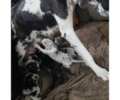 Purebred Great Dane puppies ready for re-homing - 2