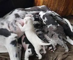 Purebred Great Dane puppies ready for re-homing - 3
