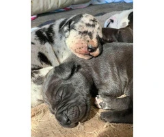 Purebred Great Dane puppies ready for re-homing - 4