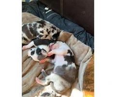 Purebred Great Dane puppies ready for re-homing - 5