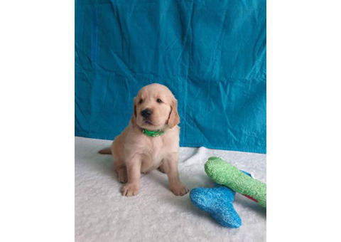 2 Lovely golden retriever puppy need good home