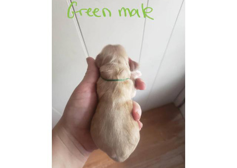 5 males pet quality Cocker spaniel puppies available